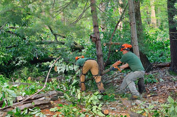 Best Tree Trimming and Pruning  in Goodman, MO